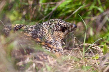 Naklejka premium Beautiful female capercaillie in mountain forest sitting on eggs hidden under a young tree ( Tetrao urogallus )