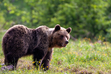 Nice dangerous  female brown bear (Ursus arctos) walking on the meadow. Female bear early morning in spring sunrise.