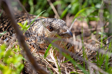 Beautiful female capercaillie in mountain forest sitting on eggs hidden under a young tree ( Tetrao urogallus )