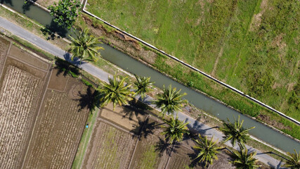 aerial view of coconut trees with agricultural irrigation channels in Yogyakarta Indonesia