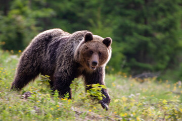 An impressive female bear (ursus arctos) is walking on a flowering meadow full of flowers.