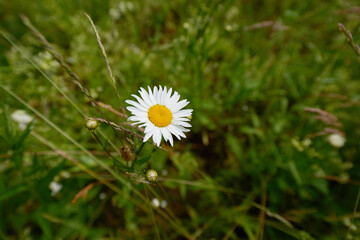 Wild flowers meadow with sky in the background