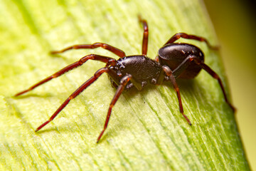 Close up of black spider on green leaf in the forest. The jumping spider with green background.