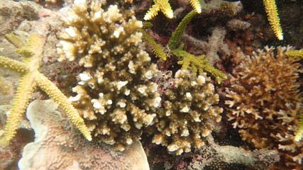 coral found at coral reef area at Tioman island, Malaysia