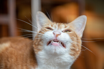 Beautiful ginger and white cat with smiling mouth and teeth, looking directly at the camera. 
