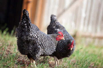 Plymouth Rock chicken