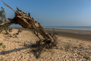 peace of wood on sea beach