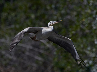 Pink-backed pelican (Pelecanus rufescens)