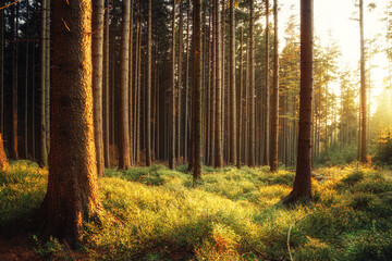 Herbst Stimmung im Wald mit Abendsonne und Heidelbeeren auf dem Waldboden