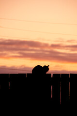 The cat is sitting on the fence and watching the sunset.
