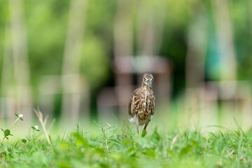 Chinese pond heron / Ardeola bacchus on the lawn in the park