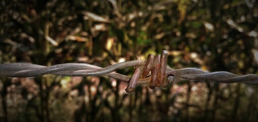 dead fish in the water