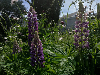 Blooming Lupins in a Garden