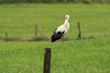 Obraz na płótnie Canvas white stork ciconia in the grass