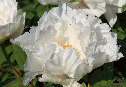 Tree-like peony, tree-shaped white peony in the home garden,petals close-up at sunset, natural blurred background. For design, texture, Nature.