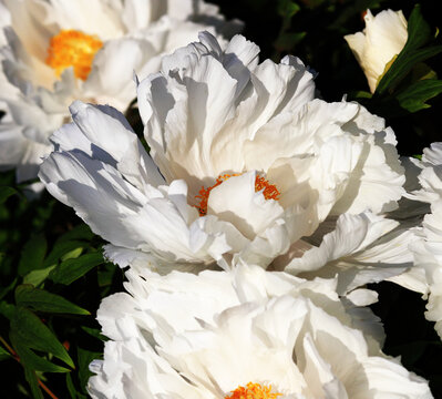 Tree-like peony, tree-shaped white peony in the home garden,petals close-up at sunset, natural blurred background. For design, texture, Nature.
