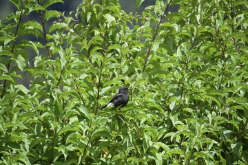 Pied bush chart bird in the forest 