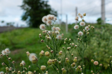 the beautiful flowers 