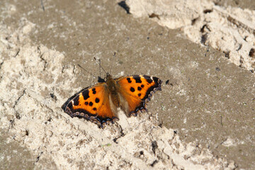 A close up of a small tortoiseshell (Aglais urticae) butterfly absorbing minerals and salt by puddling on a sandy road after the rain, top view