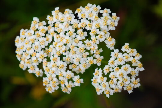 White inflorescence of Spiraea cinerea on a blurred background. A lot of white small flowers with yellow stamens