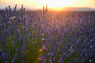 Lavender field in Provence, France, at sunset, closeup up flowers