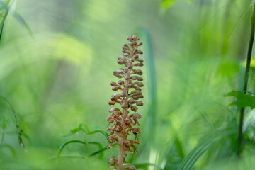 Neottia nidus-avis or bird's-nest orchid