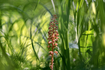Neottia nidus-avis or bird's-nest orchid