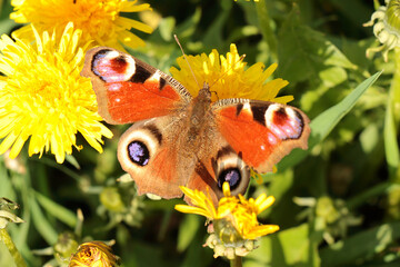 Aglais io butterfly in the meadow