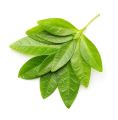 Green tea leaves isolated