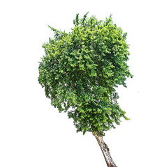 Naklejka premium Tree isolated on white background