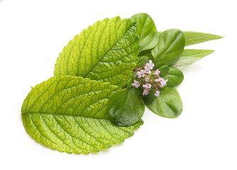 Thyme fresh herb isolated