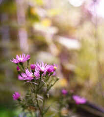 Obraz premium Beautiful blured purple flower in topical garden
