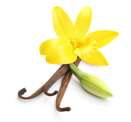 Vanilla pods and orchid flowers isolated