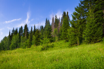 Beautiful summer landscape with coniferous forest, green meadows and blue sky. Saturated colors. Pines, spruce, green grass.