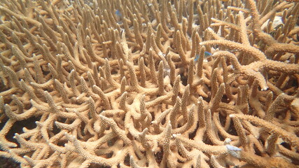 coral found at coral reef area at Tioman island, Malaysia