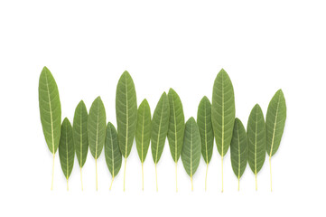 Green leaves, small forest on white background with copy space, forest treeline made of green leaves.