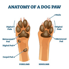 Anatomy of dog paw structure with forelimb and hindlimb vector illustration © VectorMine