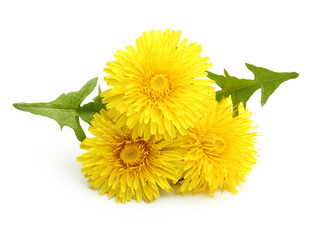 Dandelion flowers isolated