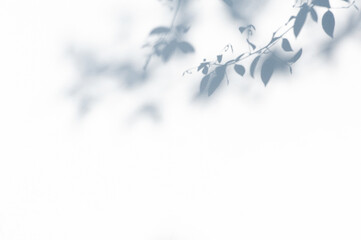Abstract background of shadows leaves on a white wall. White and Black.