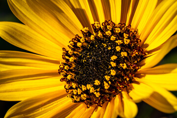 Macro Close Up of a Yellow Sunflower