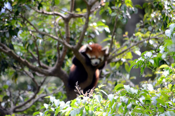 動物園のイメージ
