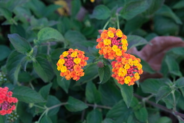 red and yellow flowers