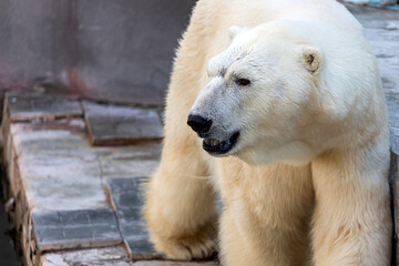 A large polar bear walks around its paddock at the zoo. Dangerous Polar Bear at the Zoo