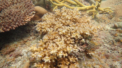 coral found at coral reef area at Tioman island, Malaysia