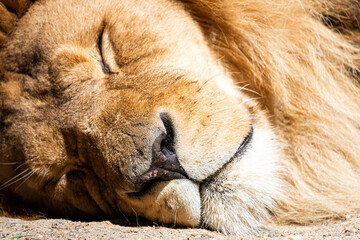 Portrait of a beautifully adult lion with a chic mane sound asleep