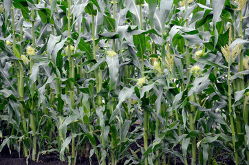 トウモロコシ畑