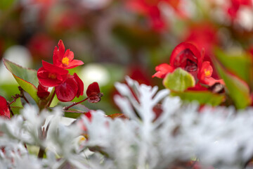 Obraz premium Close-up of a beautiful flower bed with white, red and pink flowers