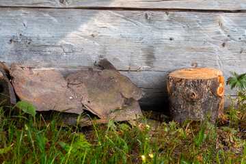 wood from the forest and multicolored flowers near the abandoned house