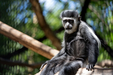 Portrait of an adult black and white lemur sadly sitting on a tree branch