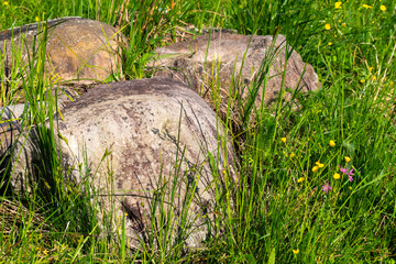 wood from the forest and multicolored flowers near the abandoned house